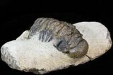 Bargain Crotalocephalina Trilobite #43492-3